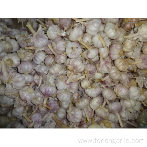 Normal White Garlic From Jinxiang